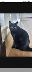 Lost Female Cat last seen East mona lisa street Meridian idaho, Meridian, ID 83642