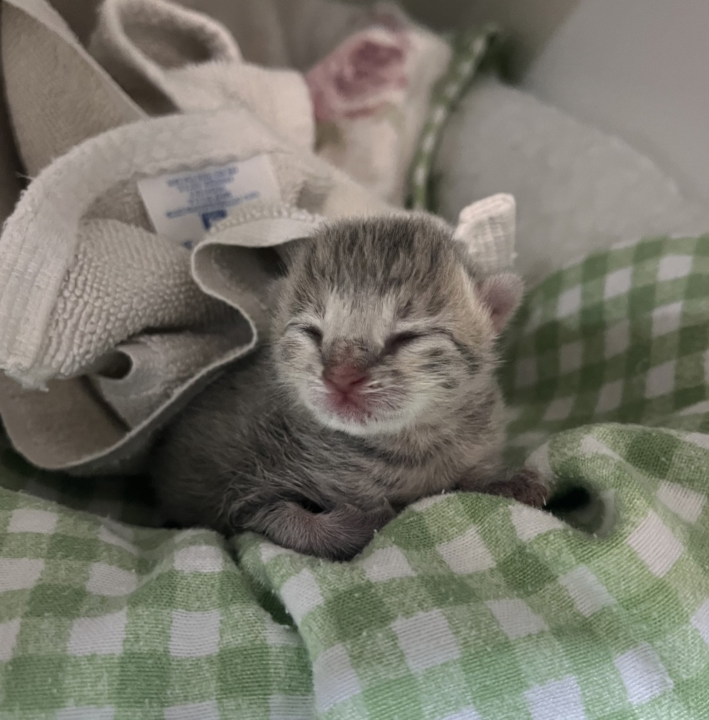 Shelter Stray Female Cat last seen Near Gaines, San Diego, CA, 92110, 5500 Gaines St, San Diego, CA 92110, USA