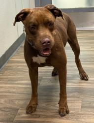 Shelter Stray Male Dog last seen Near Valle Avenue, San Diego, CA, 92113, 5500 Gaines St, San Diego, CA 92110, USA