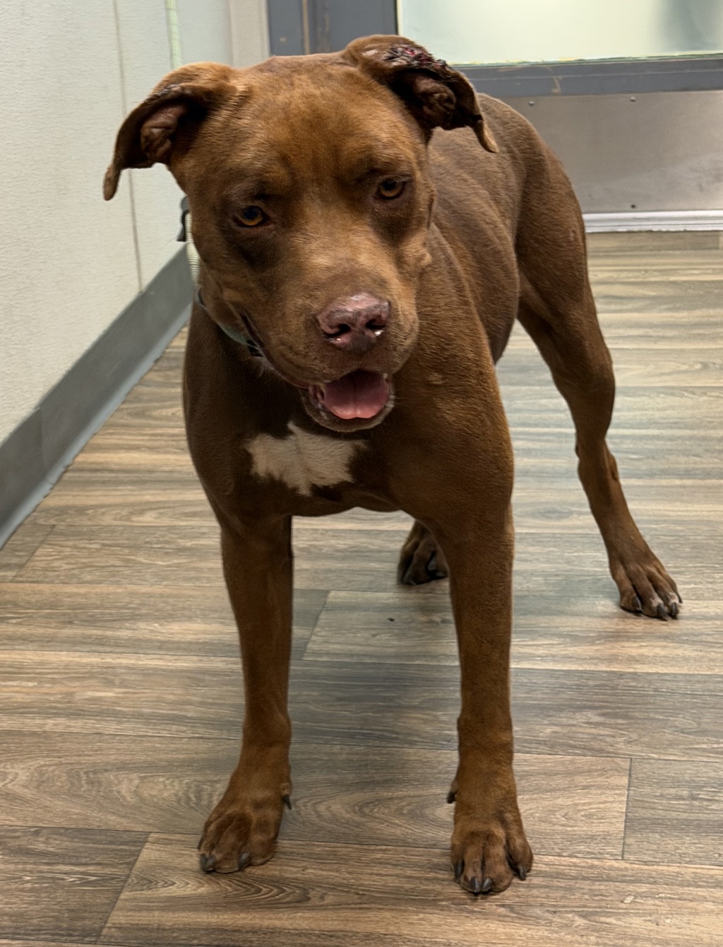 Shelter Stray Male Dog last seen Near Valle Avenue, San Diego, CA, 92113, 5500 Gaines St, San Diego, CA 92110, USA