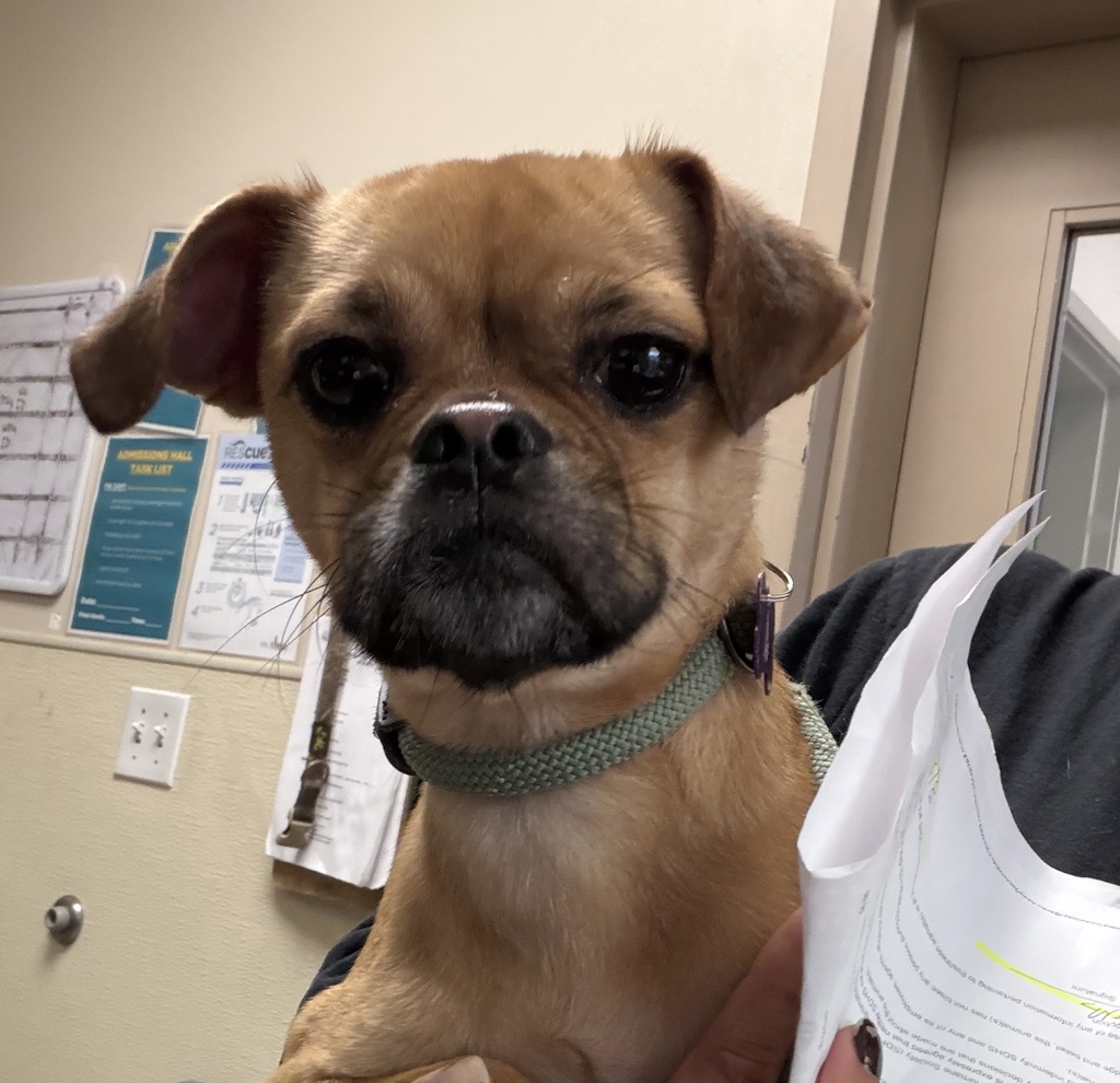 Shelter Stray Female Dog last seen Hotel Circle S, San Diego, CA, 92108, 5500 Gaines St, San Diego, CA 92110, USA
