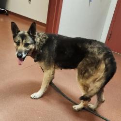 Shelter Stray Female Dog last seen Apt 14,14377 Bancroft Avenue, SAN LEANDRO, CA, 94578, 8323 Baldwin St, Oakland, CA 94621, USA