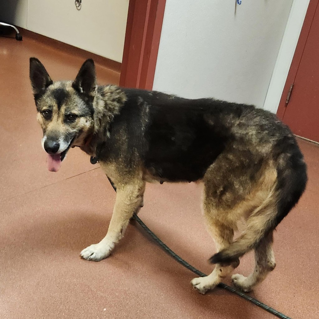 Shelter Stray Female Dog last seen Apt 14,14377 Bancroft Avenue, SAN LEANDRO, CA, 94578, 8323 Baldwin St, Oakland, CA 94621, USA