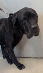 Shelter Stray Male Dog last seen Near Croydon Lane, El Cajon, CA, 92020, El Cajon, CA 92020, USA
