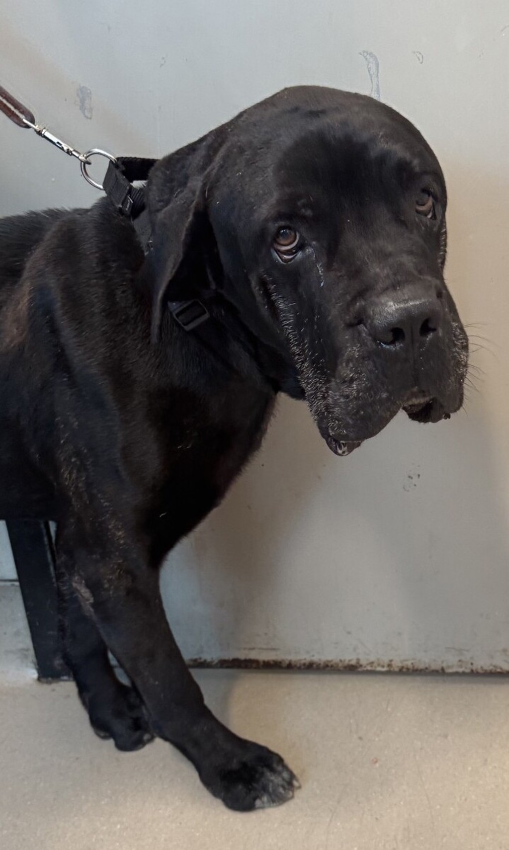 Shelter Stray Male Dog last seen Near Croydon Lane, El Cajon, CA, 92020, El Cajon, CA 92020, USA