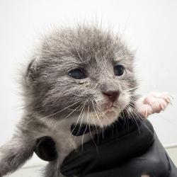 Shelter Stray Male Cat last seen Near Randall Street, San Diego, CA, 92111, 5500 Gaines St, San Diego, CA 92110, USA