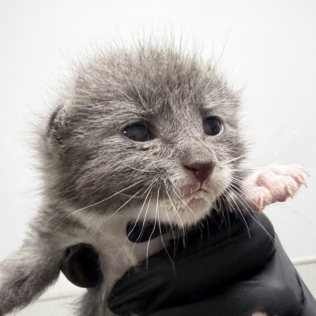 Shelter Stray Male Cat last seen Near Randall Street, San Diego, CA, 92111, 5500 Gaines St, San Diego, CA 92110, USA