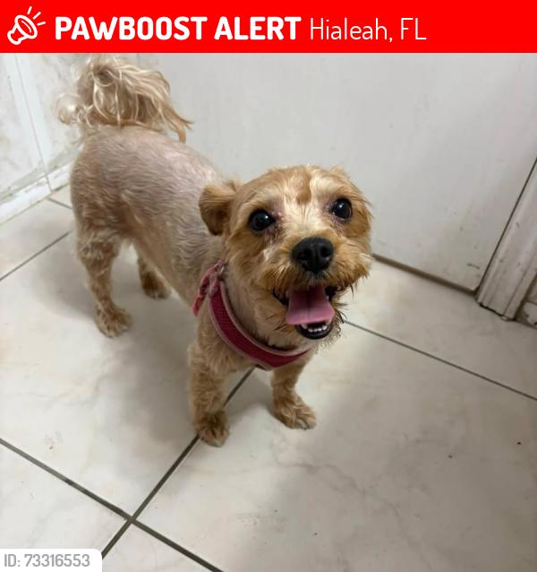 Lost Female Dog last seen Near w 49th Pl, Hialeah, FL 33012