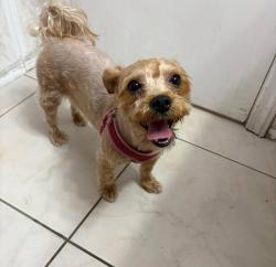 Lost Female Dog last seen Near w 49th Pl, Hialeah, FL 33012