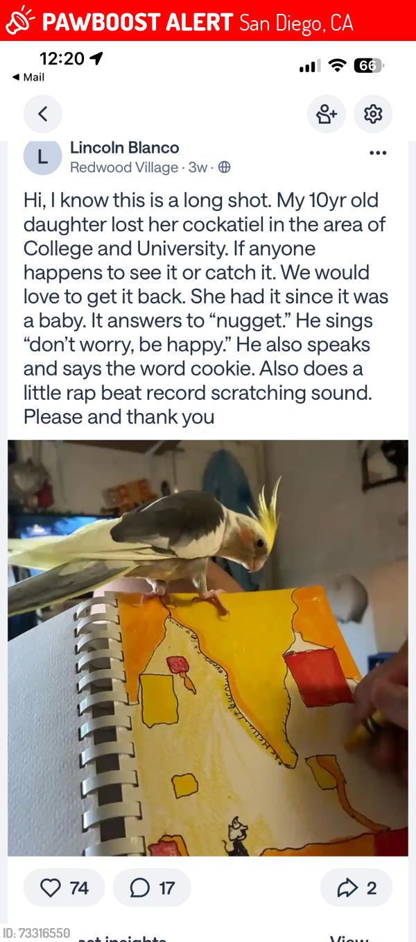 Lost Unknown Bird last seen College Ave and university, last seen heading northeast toward Rolando., San Diego, CA 92115