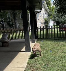 Reunited Male Dog last seen In front of red brick hse., Columbia, TN 38401