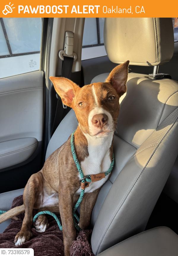 Found/Stray Female Dog last seen South of Hyphy Burger, Oakland, CA 94607