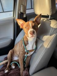 Found/Stray Female Dog last seen South of Hyphy Burger, Oakland, CA 94607