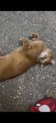 Found/Stray Unknown Cat last seen clark & arlington by hse of wings, Chicago, IL 60614
