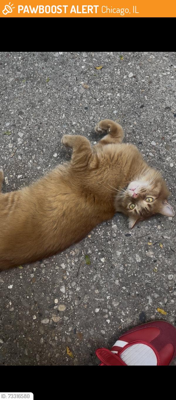 Found/Stray Unknown Cat last seen clark & arlington by hse of wings, Chicago, IL 60614