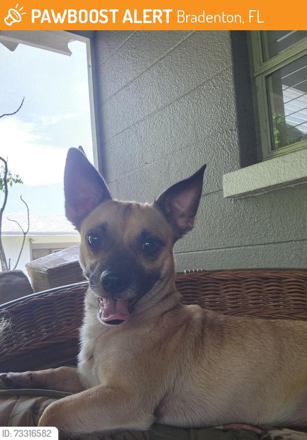 Found/Stray Male Dog last seen 28th St W and 17th Ave, Bradenton, FL 34205