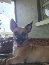 Found/Stray Male Dog last seen 28th St W and 17th Ave, Bradenton, FL 34205