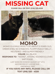 Lost Male Cat last seen Locust ave, Uniondale, NY 11553