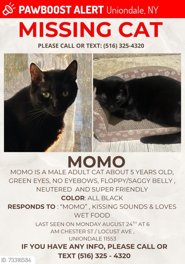 Lost Male Cat last seen Locust ave, Uniondale, NY 11553