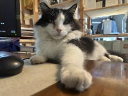 Lost Male Cat last seen 26th & K Streets, San Diego, CA 92102
