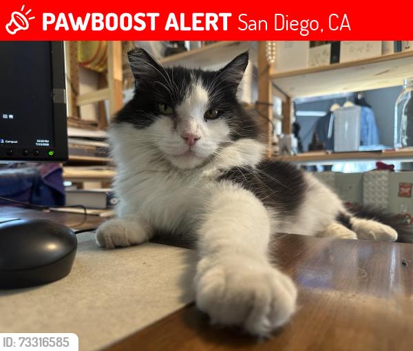 Lost Male Cat last seen 26th & K Streets, San Diego, CA 92102