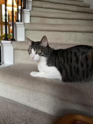 Lost Male Cat last seen Corbin Gate Drive, Auburn Lakes/ The Village, Woods Of Northampton, TX 77389