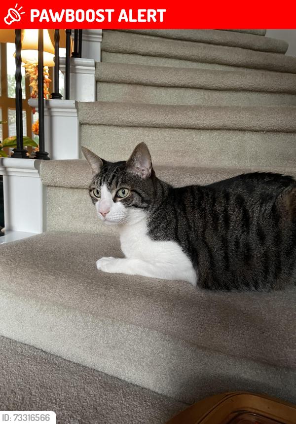 Lost Male Cat last seen Corbin Gate Drive, Auburn Lakes/ The Village, Woods Of Northampton, TX 77389