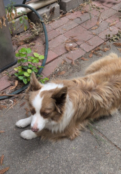 Reunited Unknown Dog last seen 5th at Empire, 95112, San Jose, CA 95112