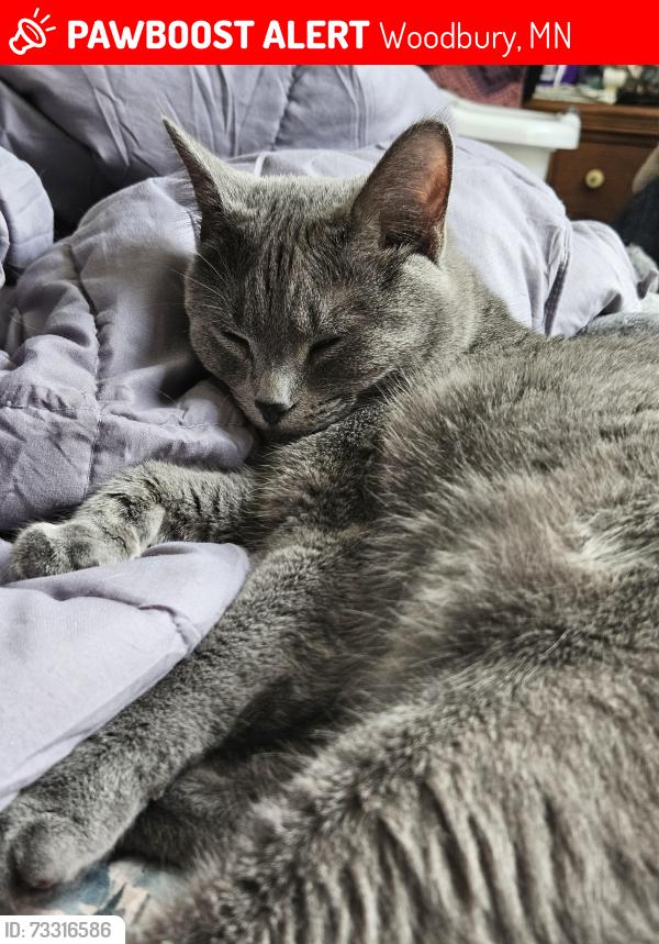 Lost Female Cat last seen Upper Afton and Overlook Drive, Woodbury, MN 55125