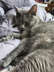 Lost Female Cat last seen Upper Afton and Overlook Drive, Woodbury, MN 55125