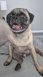 Reunited Male Dog last seen Campo Road & Florence Terrace, 1 block west of Steele 94 restaurant, Spring Valley, CA 91978