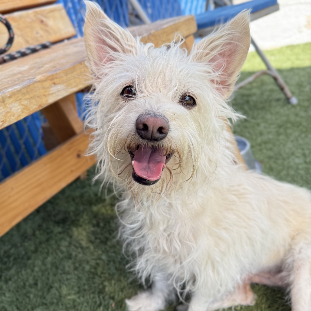 Shelter Stray Female Dog last seen , 12910 Yukon Ave, Hawthorne, CA 90250, USA
