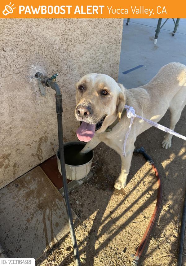Found/Stray Male Dog last seen Cherokee Trl and Navajo, Yucca Valley, CA 92284