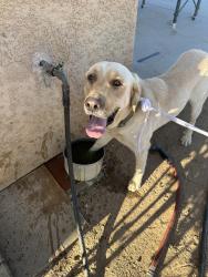 Found/Stray Male Dog last seen Cherokee Trl and Navajo, Yucca Valley, CA 92284