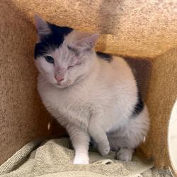 Shelter Stray Female Cat last seen , 361 S Raymond Ave, Pasadena, CA 91105, USA