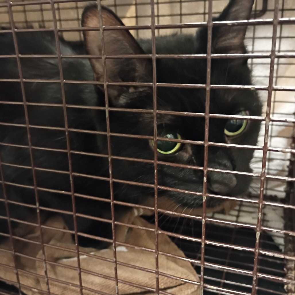Shelter Stray Female Cat last seen , 157 W Grand Ave, Chicago, IL 60654, USA