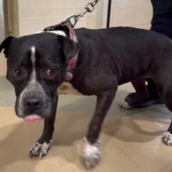 Shelter Stray Female Dog last seen , 5570 Sturmer Park Cir, Winston-Salem, NC 27105, USA