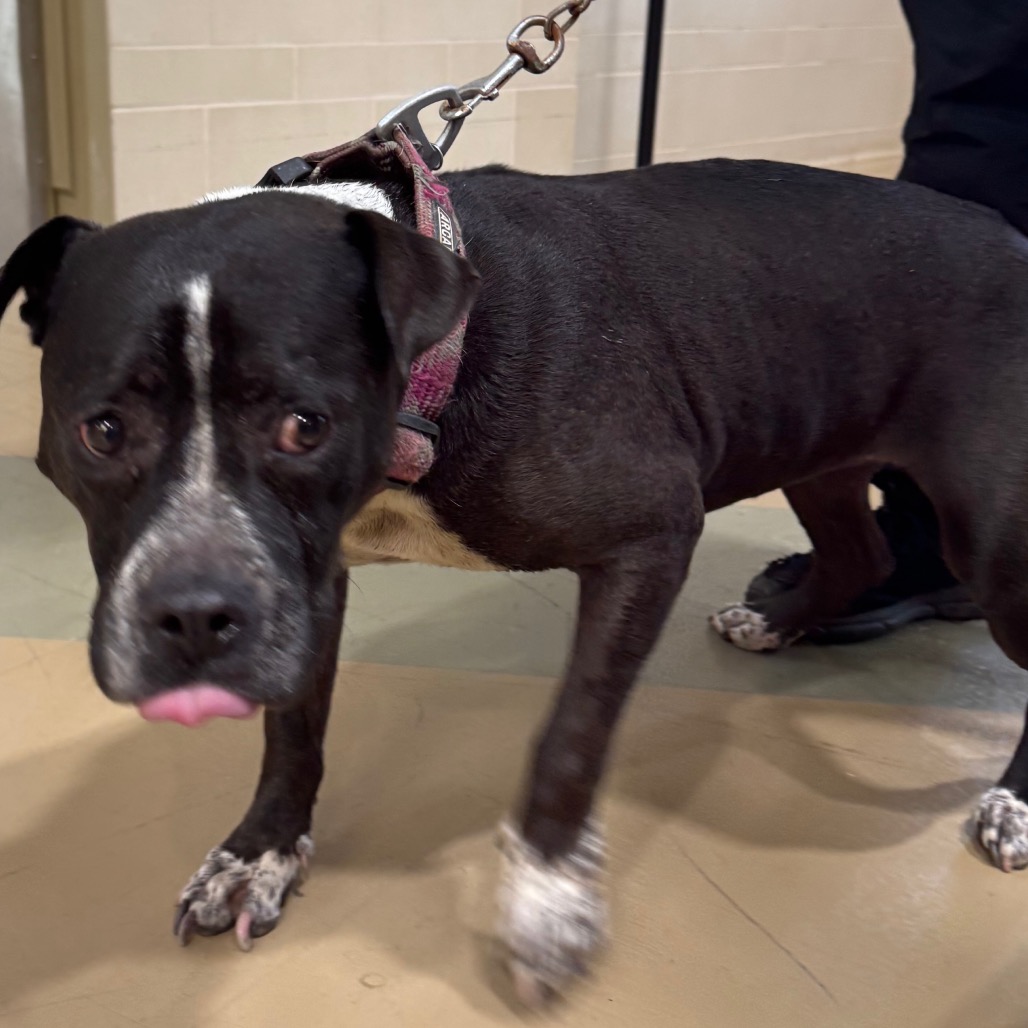 Shelter Stray Female Dog last seen , 5570 Sturmer Park Cir, Winston-Salem, NC 27105, USA