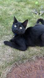Reunited Male Cat last seen The Avenue Downs Hill end, Greater London, England BR3 5EE