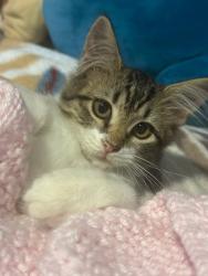 Reunited Female Cat last seen Near W 139th Terrace Olathe KS 66062, Overland Park, KS 66062