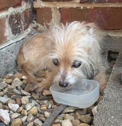 Reunited Male Dog last seen Provision at Melissa Apts, Melissa, TX 75454