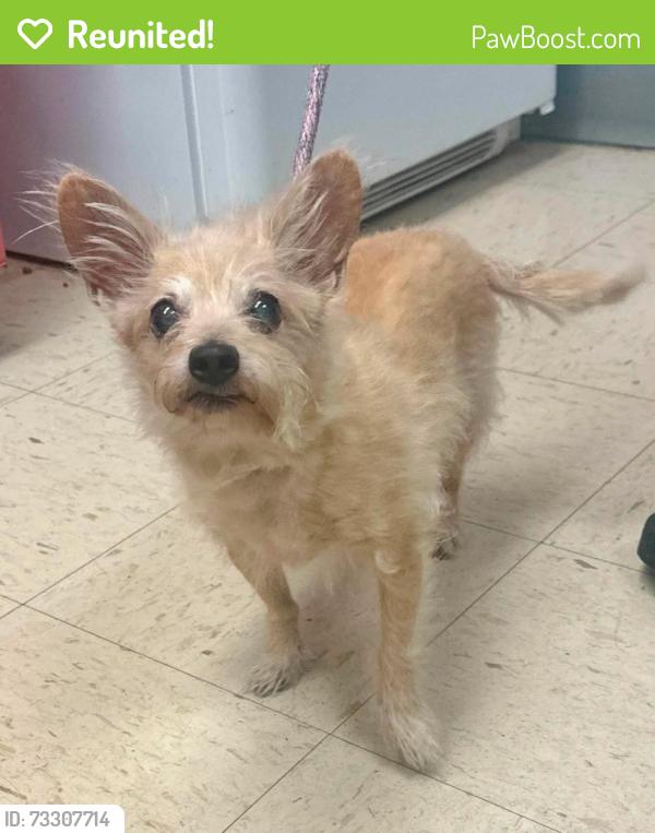 Reunited Male Dog last seen Clinton between Congress and Isabel, Saint Paul, MN 55107