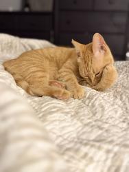 Lost Female Cat last seen Pine Valley Elementary, Wilmington, NC 28412
