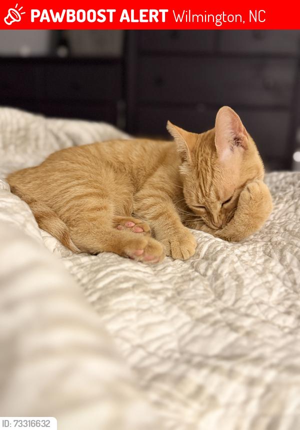 Lost Female Cat last seen Pine Valley Elementary, Wilmington, NC 28412