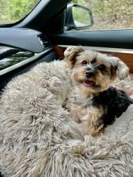 Lost Female Dog last seen Wonmanog’s Kennels, Coatesville, PA 19320