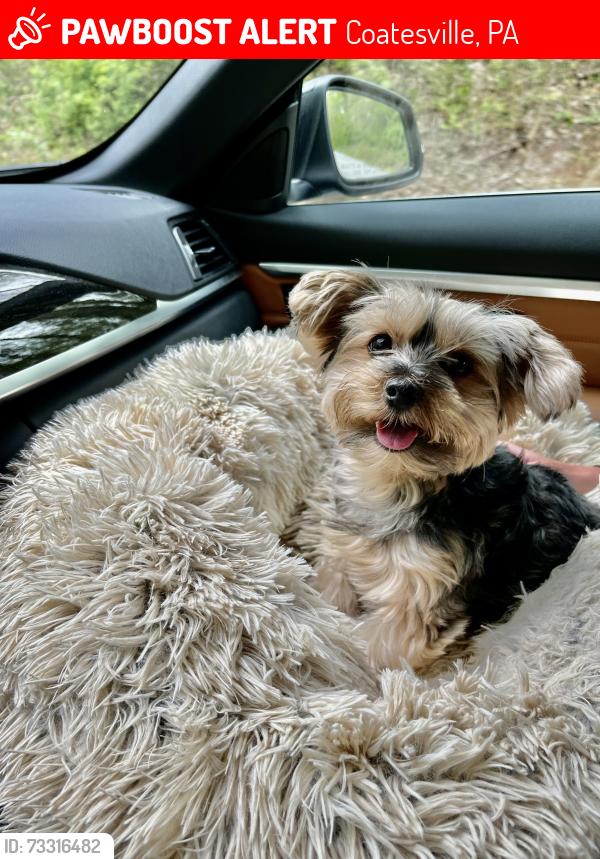 Lost Female Dog last seen Wonmanog’s Kennels, Coatesville, PA 19320