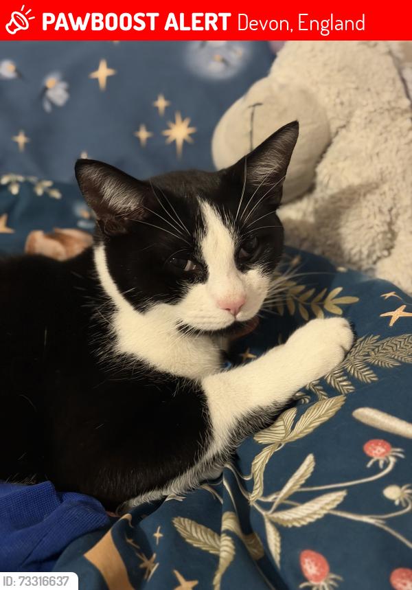 Lost Male Cat last seen Higher Slade, Ilfracombe UK, Devon, England 
