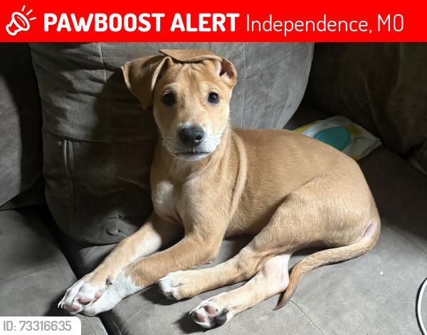 Lost Male Dog last seen Near hwy independence, south ash ave, Independence, MO 64053