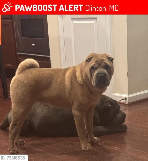 Lost Male Dog last seen Wade Avenue Woody Terrace and Branch Ave, Clinton, MD 20735
