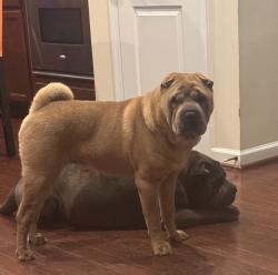 Lost Male Dog last seen Wade Avenue Woody Terrace and Branch Ave, Clinton, MD 20735